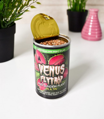 Venus Fly Trap in a Tin